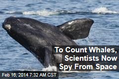 To Count Whales, Scientists Now Spy From Space