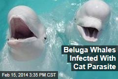 Beluga Whales Suffer From Domestic Cat Disease - The Dodo