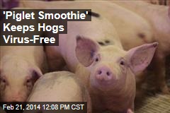 How Hogs Stay Virus-Free: &#39;Piglet Smoothie&#39;