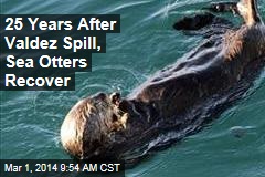25 Years After Valdez Spill, Sea Otters Recover