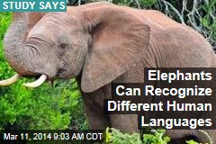 Elephants Can Recognize Different Human Languages