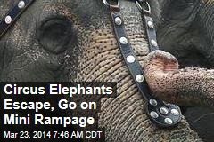 Circus Elephants Escape, Go on Rampage