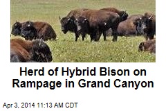 Herd of Hybrid Bison on Rampage in Grand Canyon