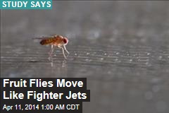 Fruit Flies Move Like Fighter Jets