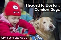 Headed to Boston: Comfort Dogs