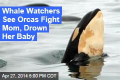 Whale Watchers See Orcas Fight Mom, Drown Her Baby