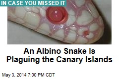 An Albino Snake Is Plaguing the Canary Islands
