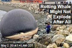 Rotting Whale Might Not Explode After All