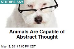 Animals Are Capable of Abstract Thought