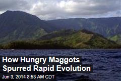 How Hungry Maggots Spurred Rapid Evolution