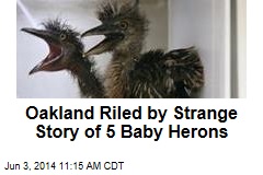 Oakland Freaks Out Over Injured Baby Birds