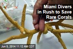 Miami Divers in Rush to Save Rare Corals
