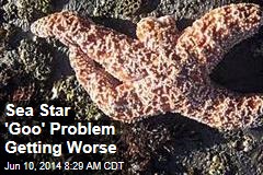 Sea Star &#39;Goo&#39; Problem Getting Worse