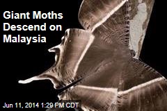 Giant Moths Descend on Malaysia