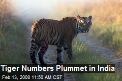 Tiger Numbers Plummet in India