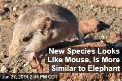 New Species Looks Like Mouse, Is More Similar to Elephant