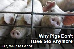 Why Pigs Don&#39;t Have Sex Anymore