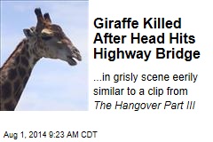 Giraffe Killed After Head Hits Highway Bridge