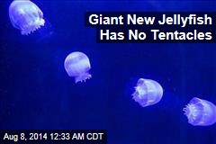 Giant New Jellyfish Has No Tentacles