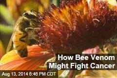 How Bee Venom Might Fight Cancer