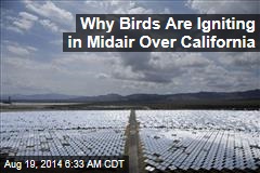 Why Birds Are Igniting Midair Over California