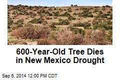 600-Year-Old Tree Dies in New Mexico Drought