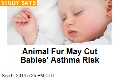Animal Fur May Cut Babies&#39; Asthma Risk