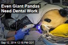 Even Giant Pandas Need Dental Work