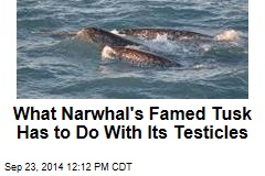 What Narwhal&#39;s Famed Tusk Has to Do With Its Testicles