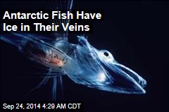Antarctic Fish Have Ice in Their Veins