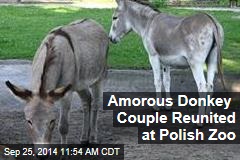 Amorous Donkey Couple Reunited at Polish Zoo