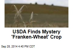 Mystery &#39;Franken-Wheat&#39; Crop Appears in Montana