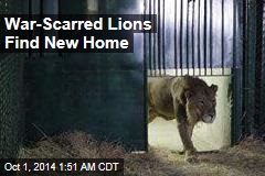 Gaza&#39;s Lions Find New Home