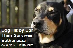 Dog Hit by Car Then Survives Euthanasia