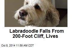 Labradoodle Falls From 200-Foot Cliff, Lives