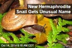 New Hermaphrodite Snail Gets Unusual Name