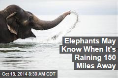 Elephants May Know When It&#39;s Raining 150 Miles Away
