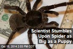 Scientist Stumbles Upon Spider as Big as a Puppy