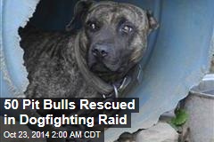 50 Pit Bulls Rescued in Dog Fighting Raid