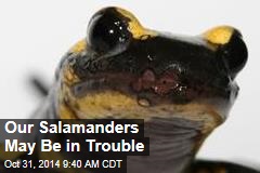 Threat to our salamanders: 'lack of biosecurity'