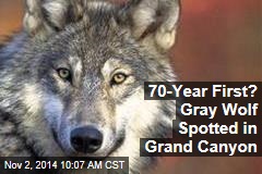70-Year First? Gray Wolf Spotted in Grand Canyon