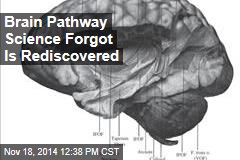 Brain Pathway Science Forgot Is Rediscovered