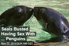 Seals Busted Having Sex With ... Penguins