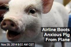 Airline Boots Anxious Pig From Plane