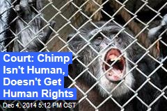 Court: Chimp Isn&#39;t Human, Doesn&#39;t Get Human Rights