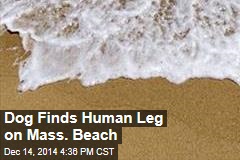 Dog-Walk Turns Up Human Remains
