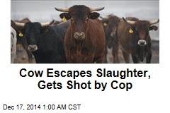 Cow Escapes Slaughter, Gets Shot by Cop