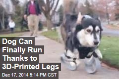 Dog Can Finally Run Thanks to 3D-Printed Legs