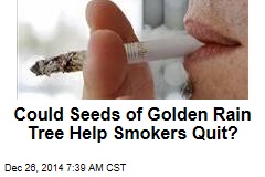 Could Seeds of Golden Rain Tree Help Smokers Quit?