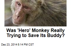 Was &#39;Hero&#39; Monkey Really Trying to Save Its Buddy?